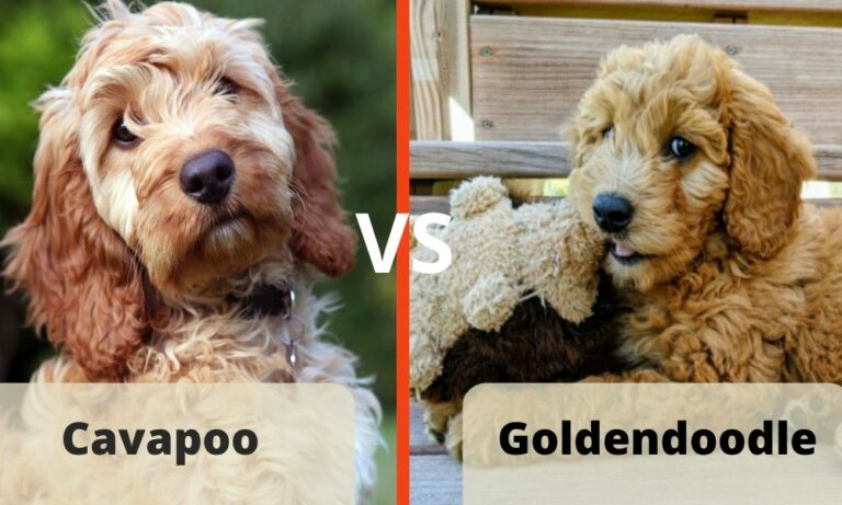 Cavapoo vs Goldendoodle: Similarities & Differences - Jaxery