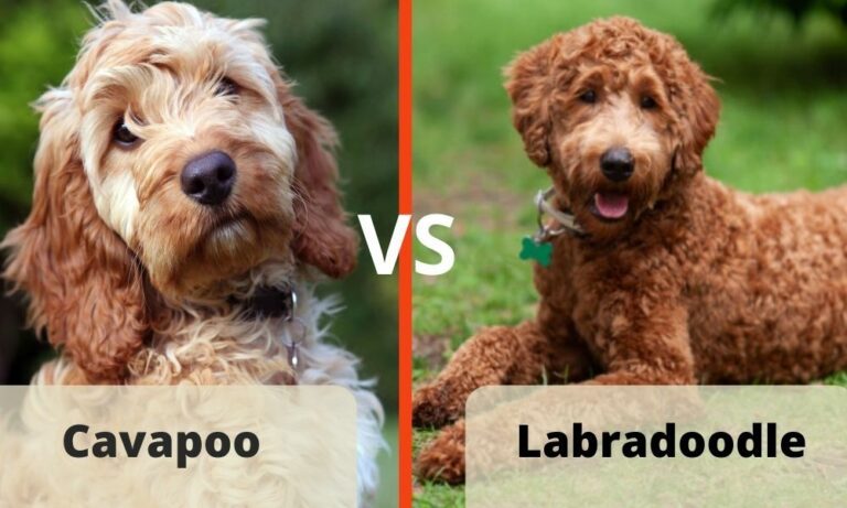 Cavapoo vs Labradoodle: Similarities & Differences - Jaxery