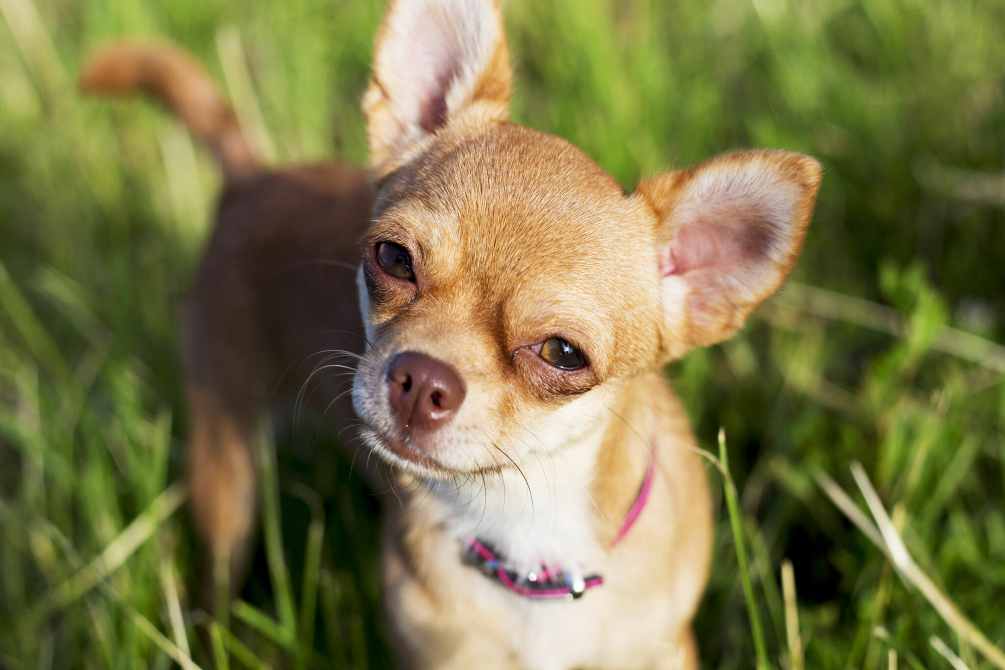 9 Best Chihuahua Breeders in California - Jaxery